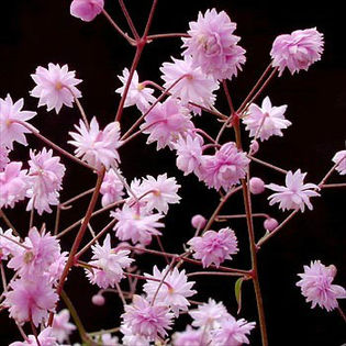 3814-thalictrum_delavayi_hewitts_do-440x400
