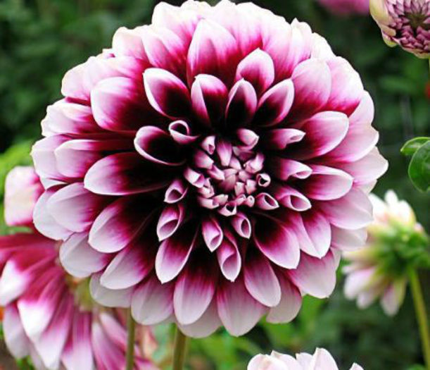3912-dahlia_edinburgh-560x400
