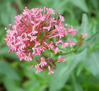 4753-centranthus-ruber-mavun-cervena-1