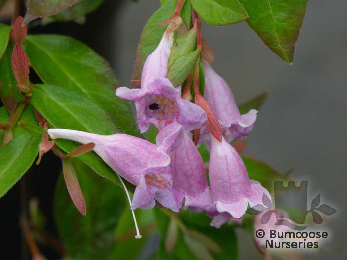 abelia_edward_goucher_2