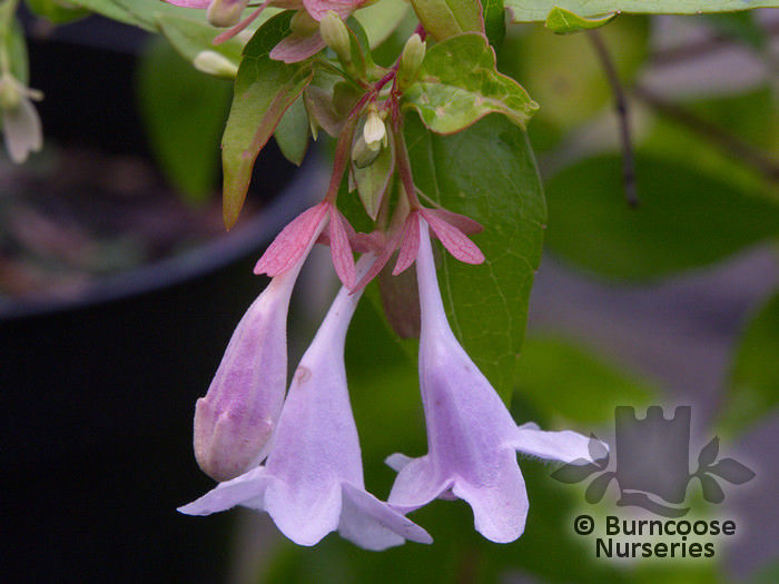 abelia_x_grandiflora_frances_mason_5280