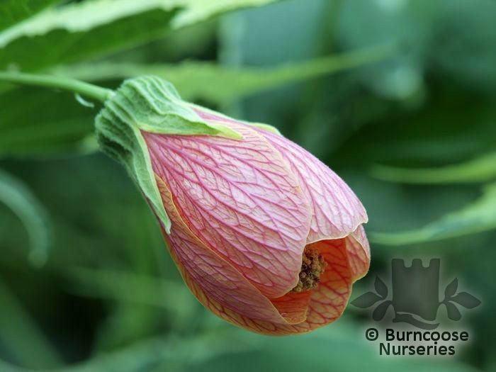 Abutilon_souvenir_de_bonn_01_5282