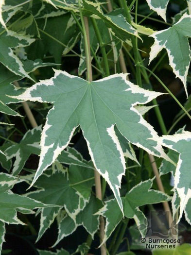 Abutilon_souvenir_de_bonn_03_5282