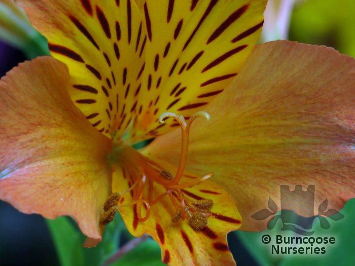 Alstroemeria_orange_supreme_01_5384