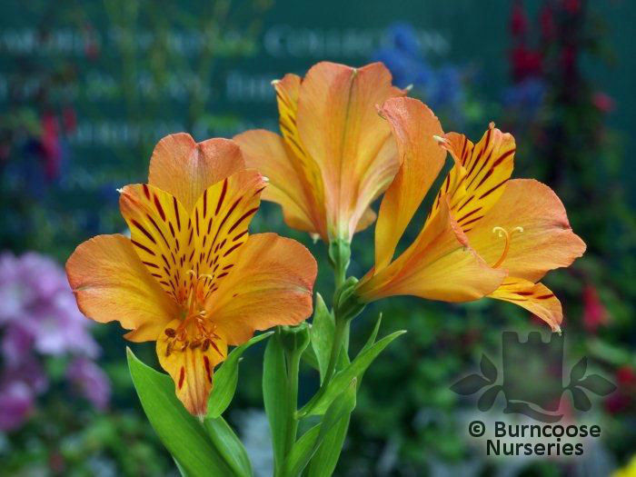 Alstroemeria_orange_supreme_03_5384