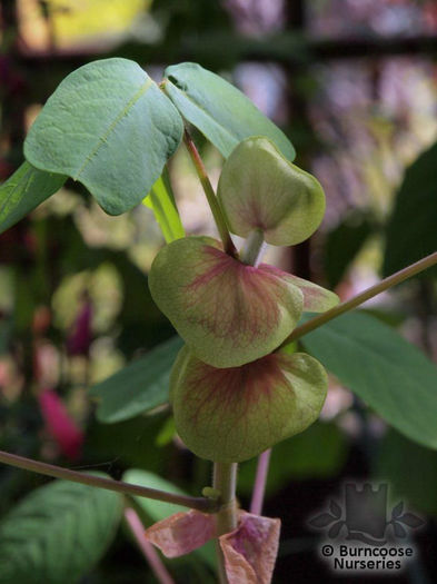 Amica_amygonensis_01_5393