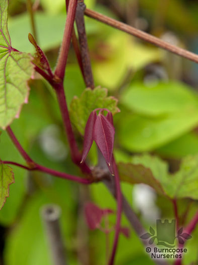 ampelopsis_brevipedunculata_5422