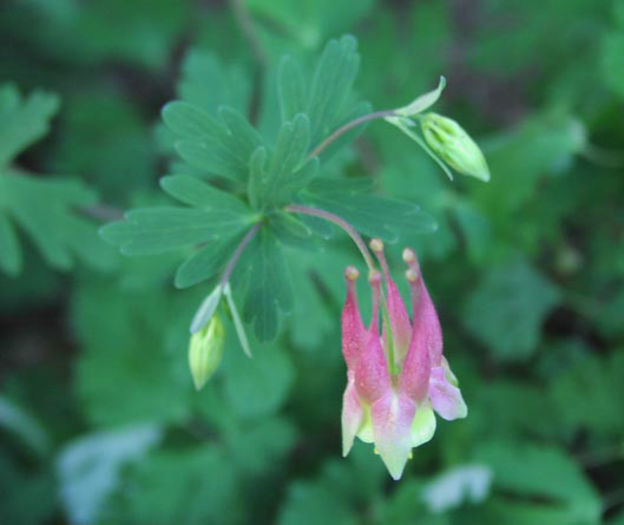 Aquilegia%20canadensis%20flower3