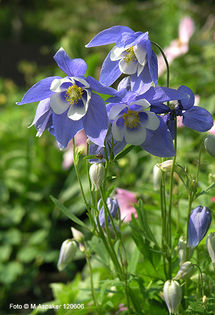 Aquilegia%20glandulosa%20var%20jukunda