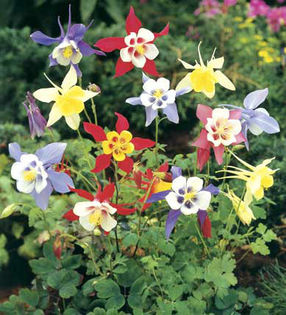 Aquilegia%20hybrida%20McKanas%20Giant%20Mixed