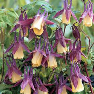 Aquilegia_Blackcurrant_Ice