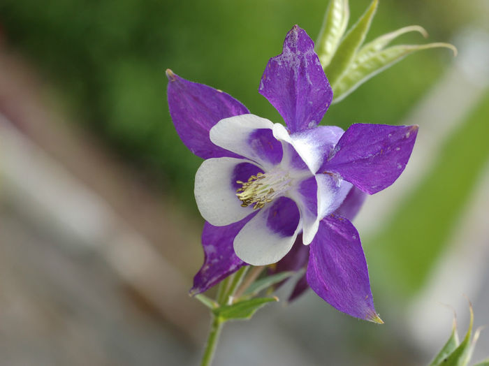 Aquilegia_