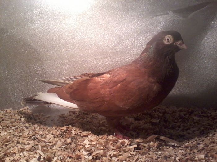 mascul 2012 moriscar