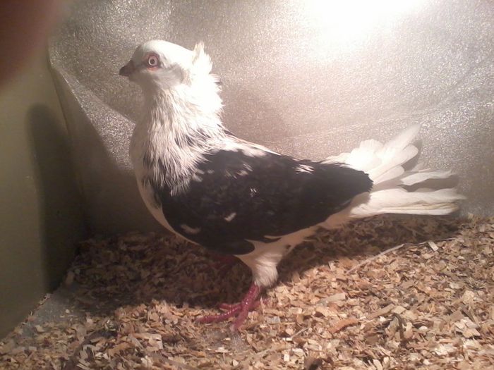 mascul moriscar matca