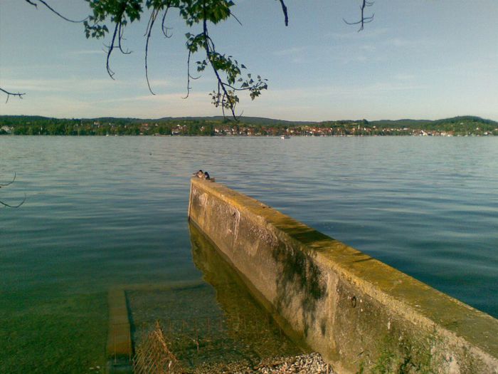 LACUL BODENSEE -KONSTANZ(002) - 15- ROSIILE HIBRID PE CARE LE MANANCA GERMANII SI POZE FACUTE IN GERMANIA SI ELVETIA