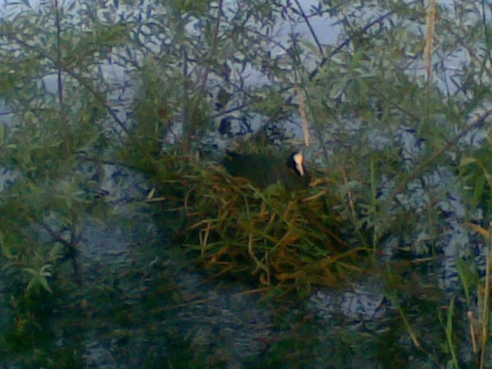 17062009(004) - 15- ROSIILE HIBRID PE CARE LE MANANCA GERMANII SI POZE FACUTE IN GERMANIA SI ELVETIA