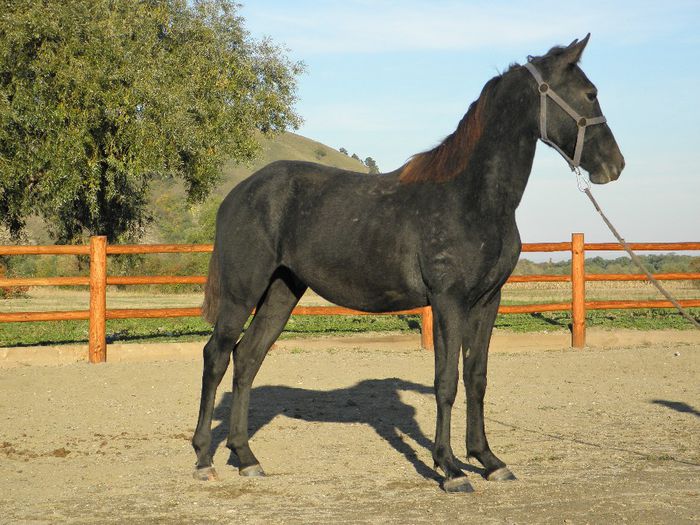 SADAM LIPITAN SIGLAVY CAPRIOLA - VANZARI CAI 2