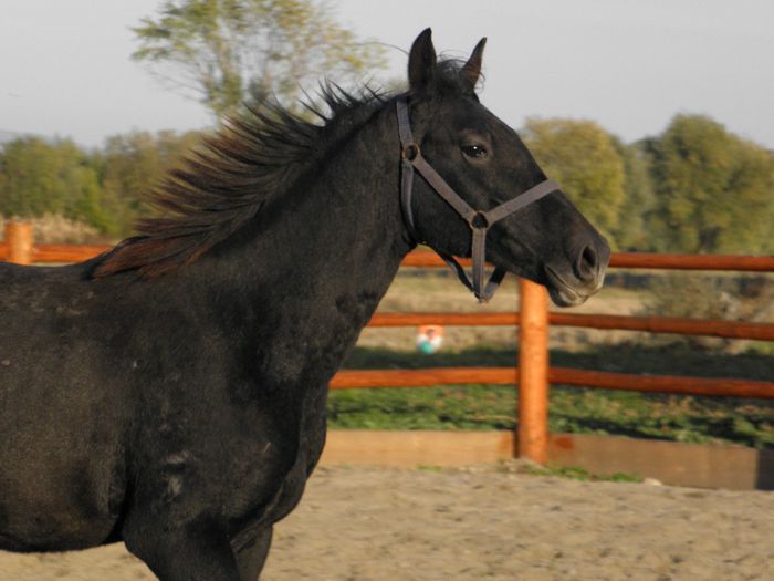 SADAM LIPITAN SIGLAVY CAPRIOLA - VANZARI CAI 2