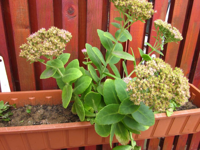 Sedum Spectabile