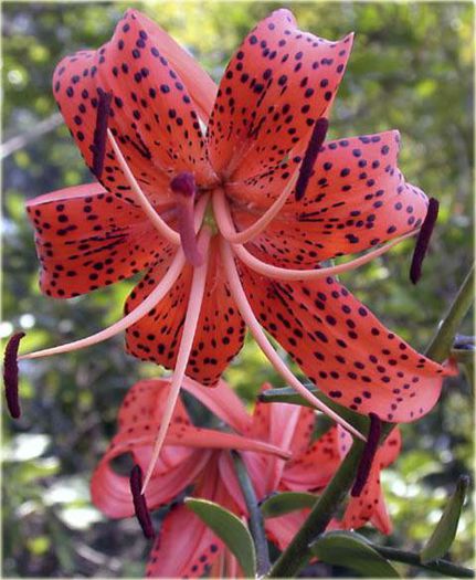 lilia_tygrysia_red_tiger_lilium_tigrinum (POZA DE PE NET) - achizitii crini toamna  2013