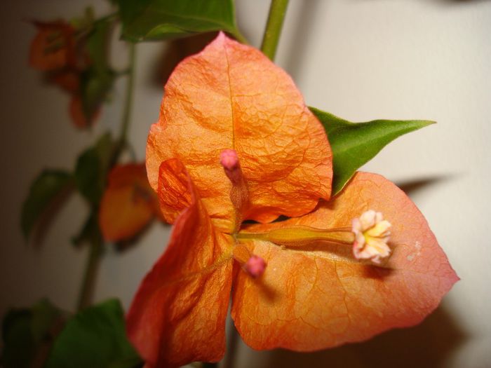 Rosenka - BOUGAINVILLEA