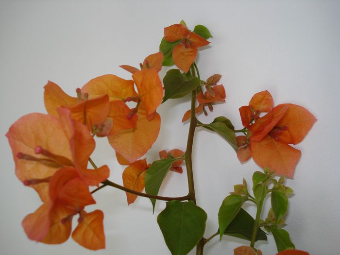 Rosenka - BOUGAINVILLEA