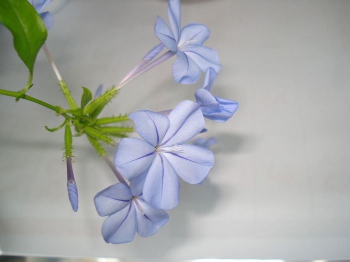 DSC09813 - FLORI 2013