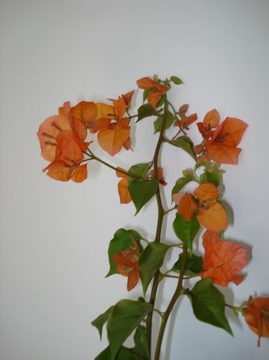 DSC09824 - FLORI 2013