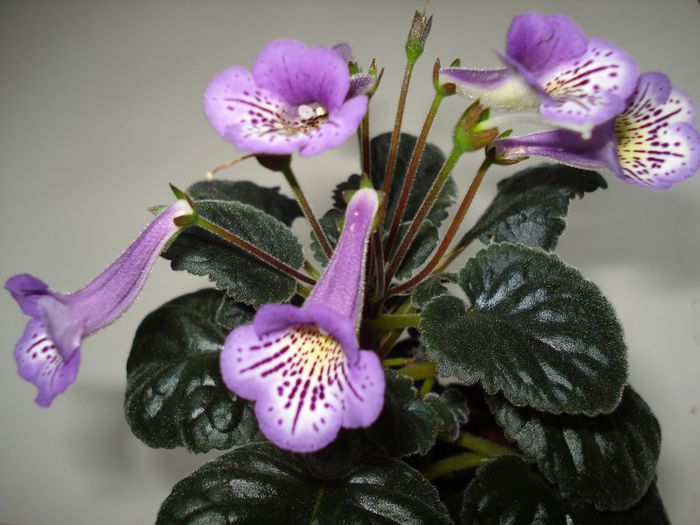 DSC09708 - FLORI 2013