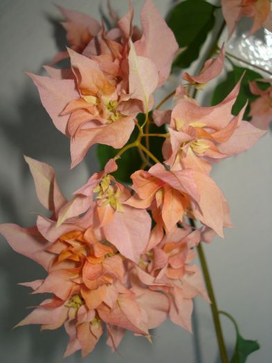 Thai Gold - BOUGAINVILLEA