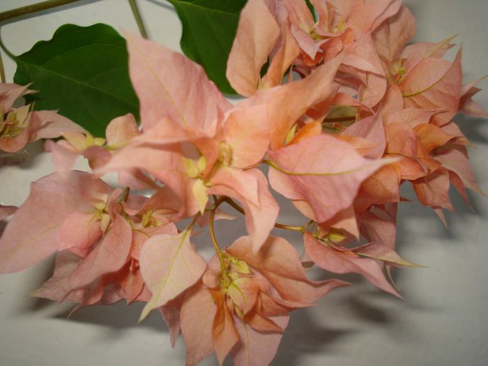 Thai Gold - BOUGAINVILLEA