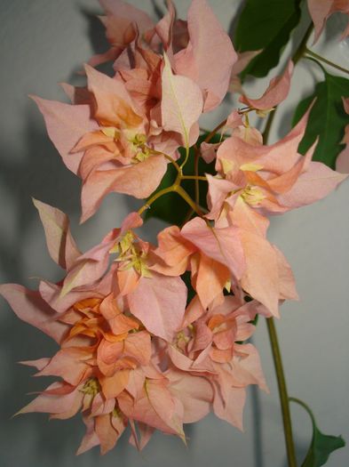 Thai Gold - BOUGAINVILLEA