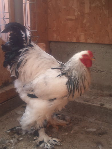 2013-10-09 16.01.23 - 25 Brahma herminat deschis