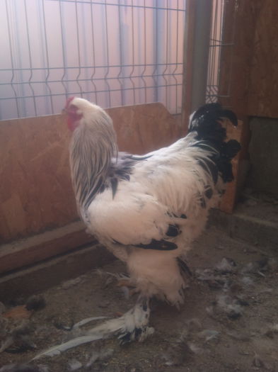 2013-10-09 16.01.03 - 25 Brahma herminat deschis