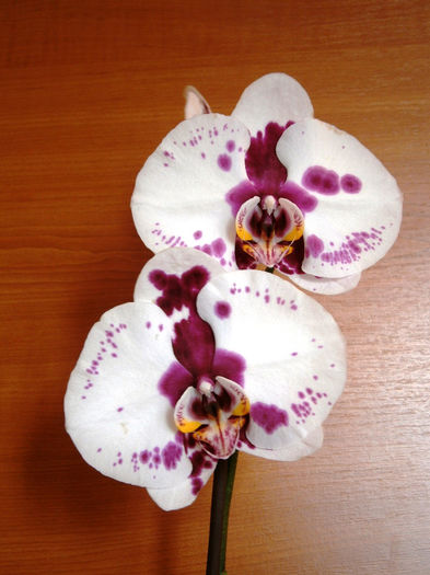 Phal. Royal Dalmatier