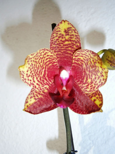 PA090002 - Reinfloriri orhidee 2013
