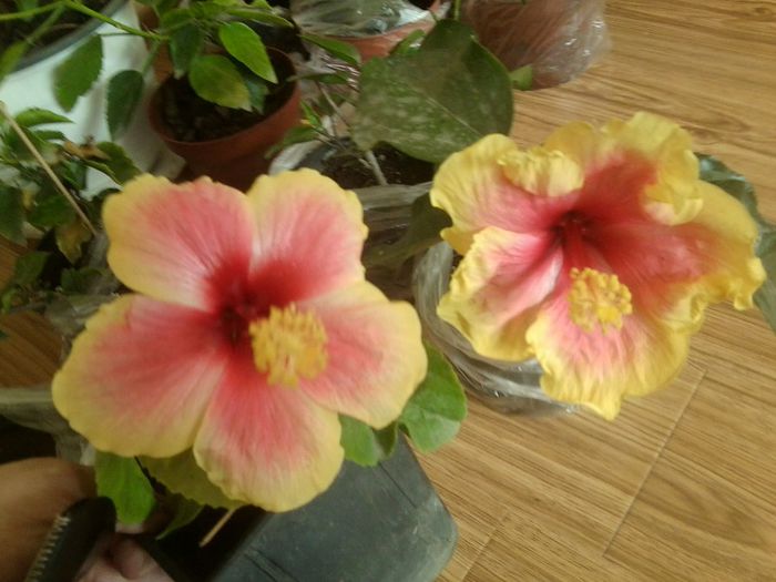 Fotografie8210 - talmes-balmes 2013