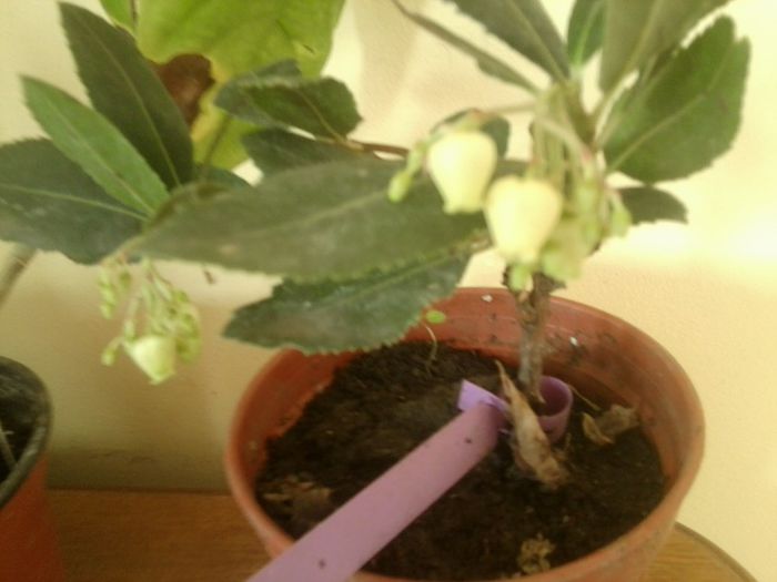 Fotografie8212 - talmes-balmes 2013