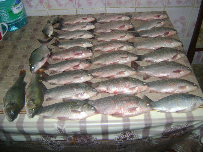 5 kg gurbanesti 09 10 2013 - la pescuit 2013