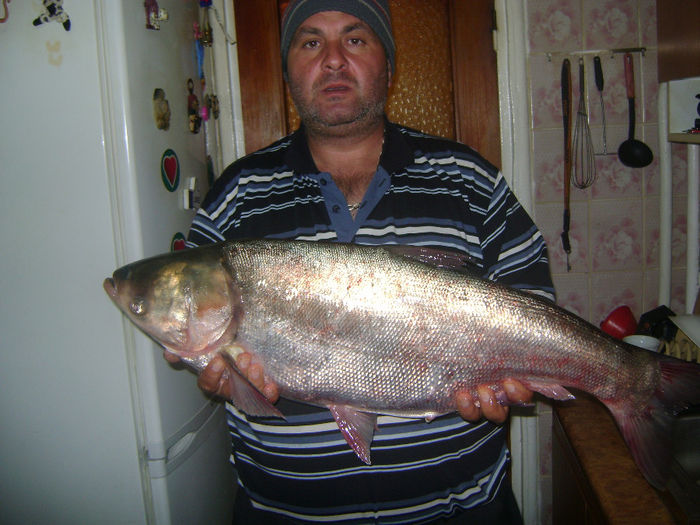 novac 7,3 kg gurbanesti 09 10 2013 (2) - la pescuit 2013