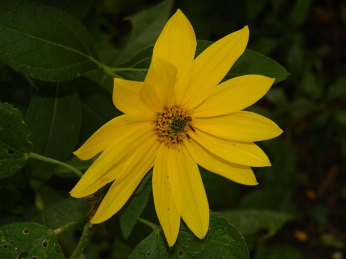 DSCN3713