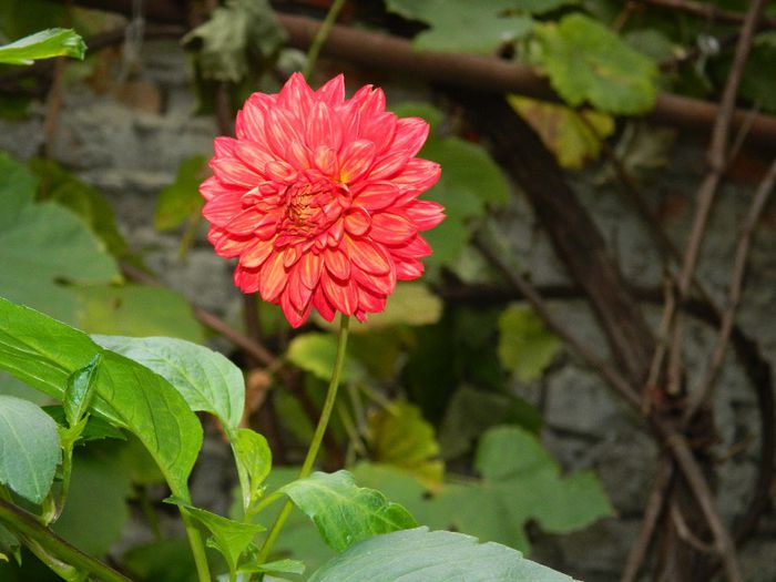 DSCN3738