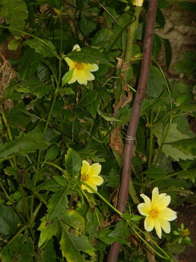 DSCN3877
