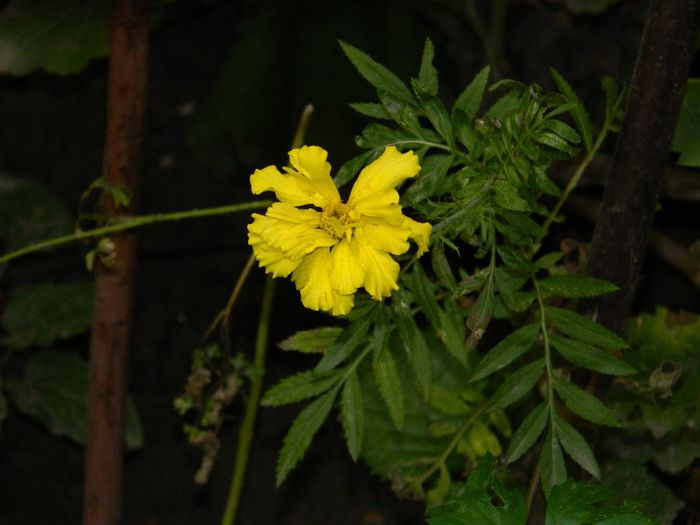DSCN3881
