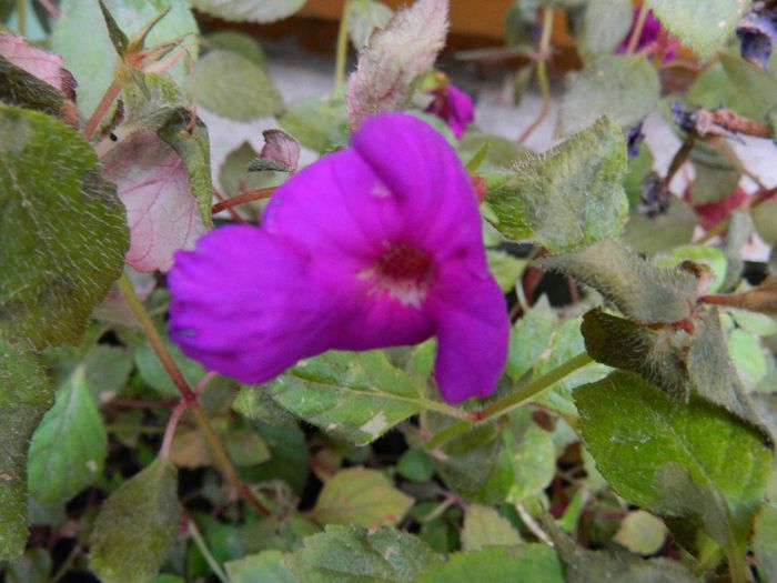 DSCN3887