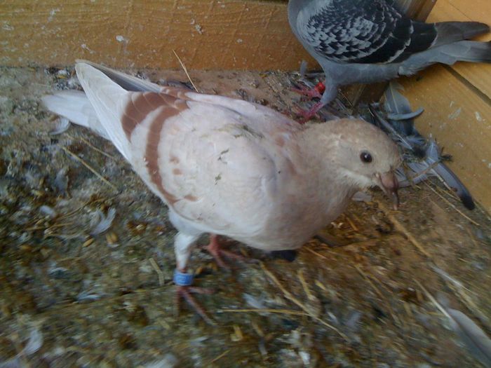 IMG_2991 - 7-PORUMBEI MEI AMINTIRI