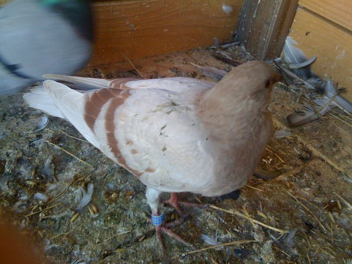 IMG_2993 - 7-PORUMBEI MEI AMINTIRI