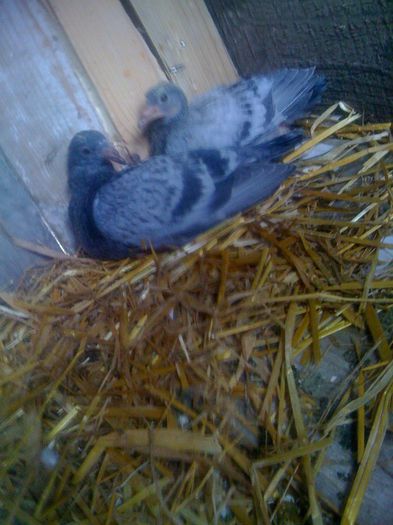 IMG_7031 - 7-PORUMBEI MEI AMINTIRI