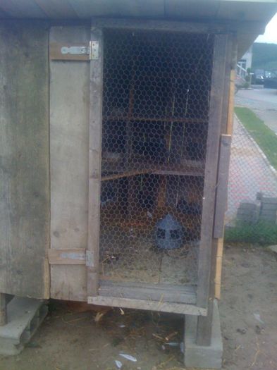 IMG_7043 - 7-PORUMBEI MEI AMINTIRI