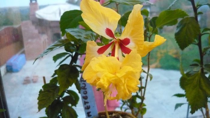 Picture 2819 - x 2013 hibiscus rosa sinesis 3